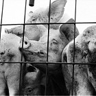 Протест на свинепроизводители от Локорско