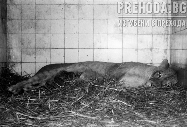 Зоопарк София. Първите лъвчета родени в България